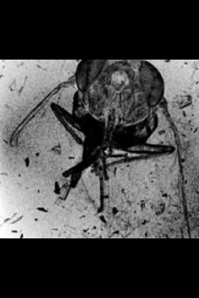 The Death of an Insect Trailer