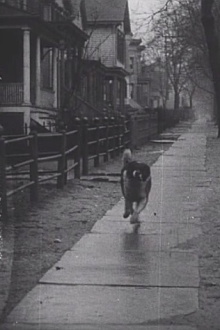 The Detective's Dog Trailer