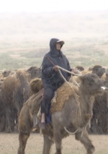 The Disappearing Camel Caravan Trailer