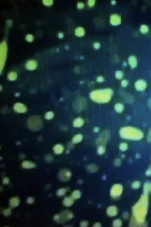 THE DREAM OF FISH Trailer