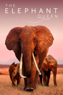 The Elephant Queen Trailer
