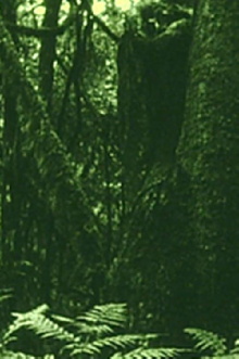 The Eyes in the Woods and the Taste in the Water Trailer