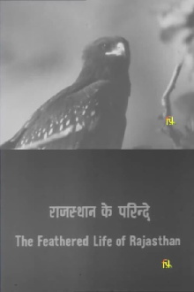 The Feathered Life of Rajasthan Trailer