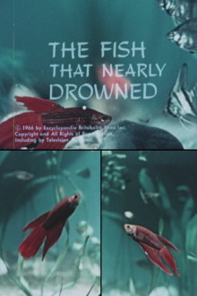 The Fish That Nearly Drowned Trailer