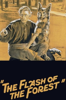 The Flash of the Forest Trailer