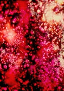 The Flickering of the Minds Eye Trailer