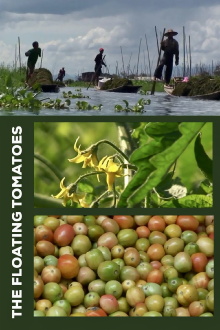 The Floating Tomatoes Trailer