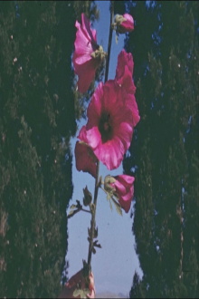The Flowers Stand Silently, Witnessing Trailer
