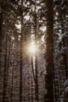 The Forest and the Man Trailer