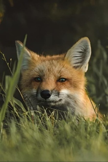 The Fox Trailer