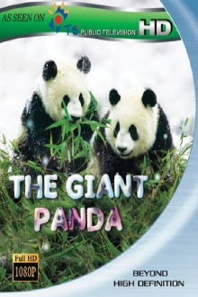 The Giant Panda Trailer