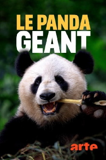 The Giant Panda Trailer