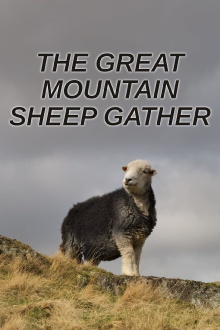 The Great Mountain Sheep Gather Trailer
