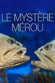 The Grouper Mystery Trailer