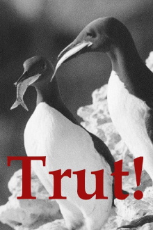 The Gulls Trailer