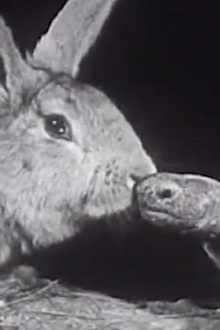 The Hare and the Tortoise Trailer