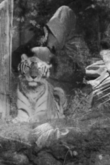 The Horrible Thirty: Me, My Father and Richard the Tiger Trailer