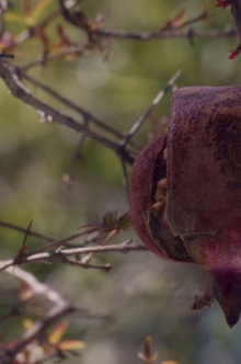 The House with the Pomegranates Trailer
