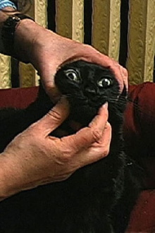 The Housesitter Trailer