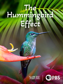 The Hummingbird Effect Trailer