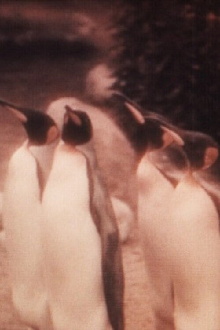 The Joy of Water at the Zoo Trailer