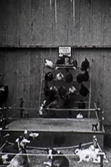 The Knockout Trailer