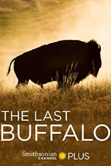 The Last Buffalo Trailer