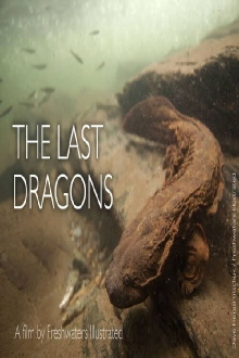 The Last Dragons: Protecting Appalachia's Hellbenders Trailer
