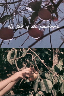 The Last of the Persimmons Trailer