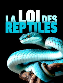 The Law of Reptiles Trailer