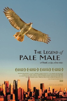 The Legend of Pale Male Trailer