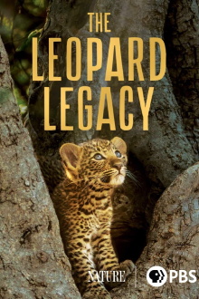 The Leopard Legacy Trailer