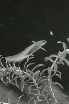 The Life Cycle of the Newt Trailer