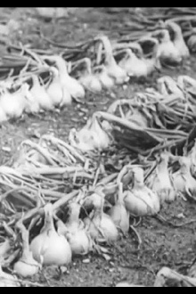 The Life History of the Onion Trailer