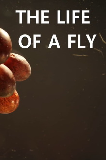The Life of a Fly Trailer