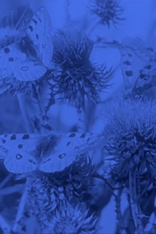 The Life of the Butterfly Trailer