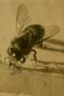 The Life of the Honey Bee Trailer