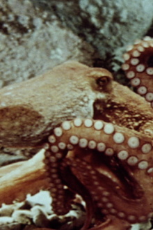 The Love Life of an Octopus Trailer