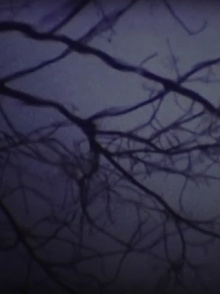 The Luminous Undergrowth Trailer