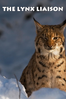 The Lynx Liaison Trailer