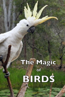The Magic of BIRDS Trailer