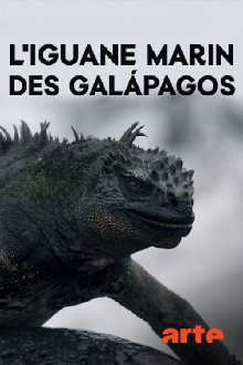 The Marine Iguanas of the Galapagos Trailer