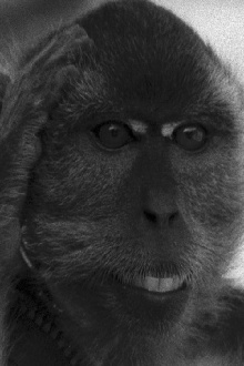 The Masked Monkeys Trailer
