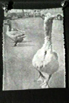 The Meaning of Various News Photos to Ed Henderson Trailer
