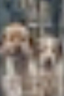 The More I Zoom in on the Image of These Dogs, The Clearer it Becomes That They Are Related to the Stars. Trailer