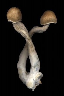 The Mushroom Archive Trailer