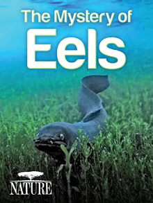 The Mystery of Eels Trailer