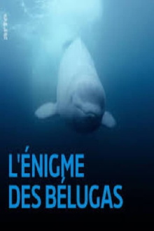 The Mystery of the Belugas Trailer