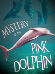 The Mystery of the Pink Dolphin Trailer