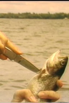 The Myth of the Fishes Trailer